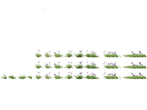 Iris tectorum - Roof iris 3D Model