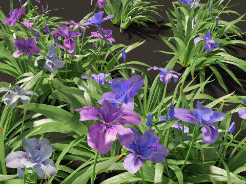 Iris tectorum - Roof iris 3D Model