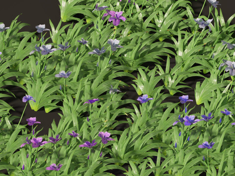 Iris tectorum - Roof iris 3D Model