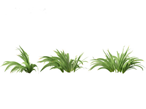 Iris tectorum - Roof iris 3D Model