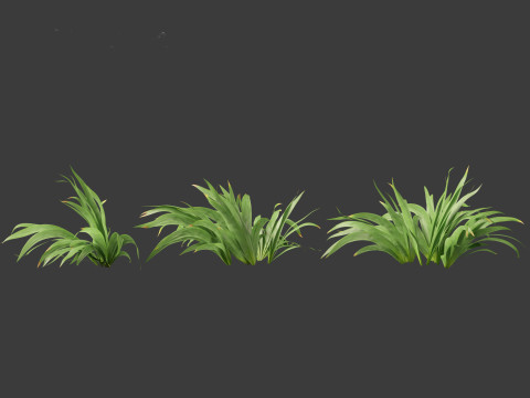 Iris tectorum - Roof iris 3D Model