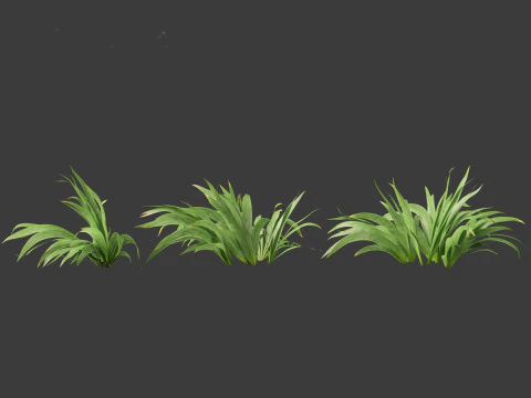 Iris tectorum - Roof iris 3D Model