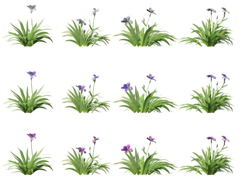 Iris tectorum - Roof iris 3D Model