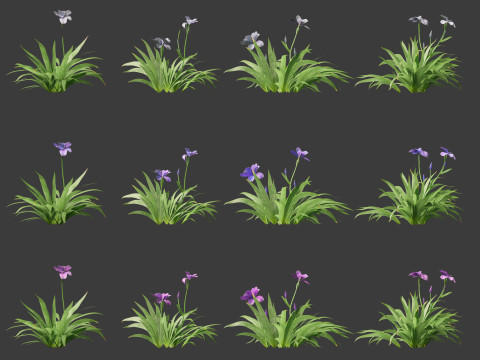 Iris tectorum - Roof iris 3D Model