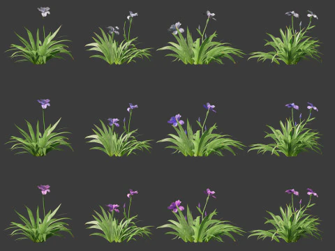 Iris tectorum - Roof iris 3D Model