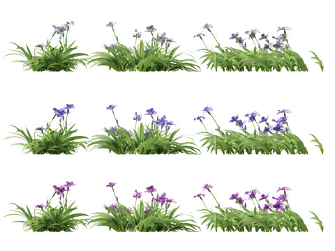 Iris tectorum - Roof iris 3D Model