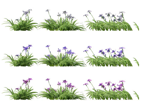 Iris tectorum - Roof iris 3D Model