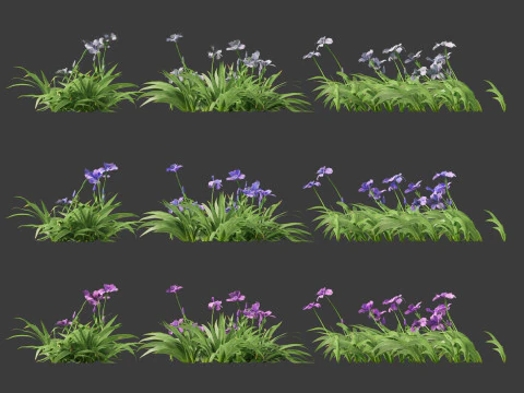 Iris tectorum - Roof iris 3D Model