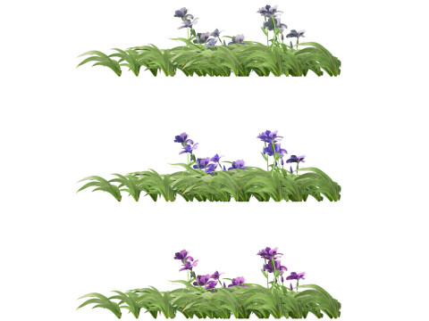 Iris tectorum - Roof iris 3D Model