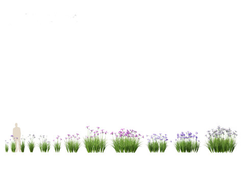 Iris ensata - Japanese water iris 3D Model