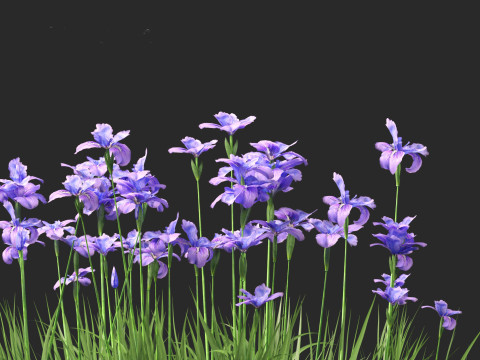 Iris ensata - Japanese water iris 3D Model