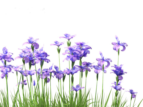 Iris ensata - Japanese water iris 3D Model
