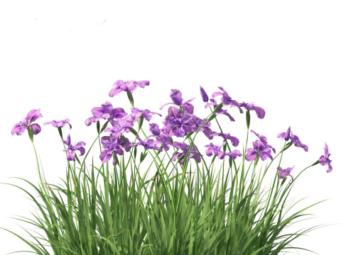 Iris ensata - Japanese water iris 3D Model