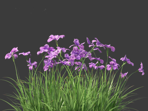 Iris ensata - Japanese water iris 3D Model