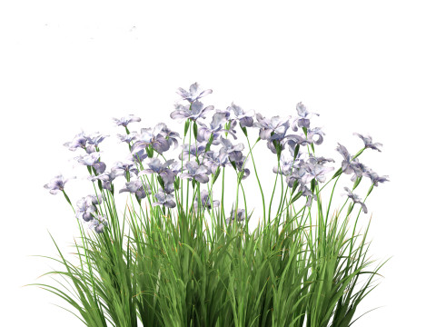 Iris ensata - Japanese water iris 3D Model