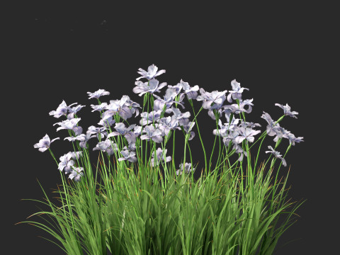 Iris ensata - Japanese water iris 3D Model