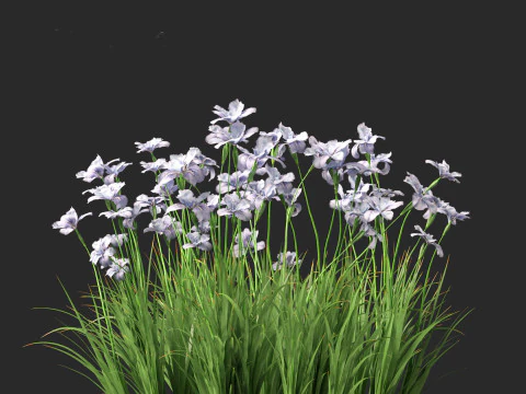 Iris ensata - Japanese water iris 3D Model
