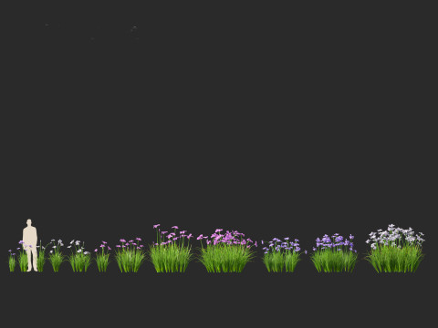 Iris ensata - Japanese water iris 3D Model