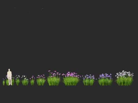 Iris ensata - Japanese water iris 3D Model
