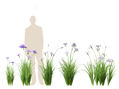 Iris ensata - Japanese water iris 3D Model