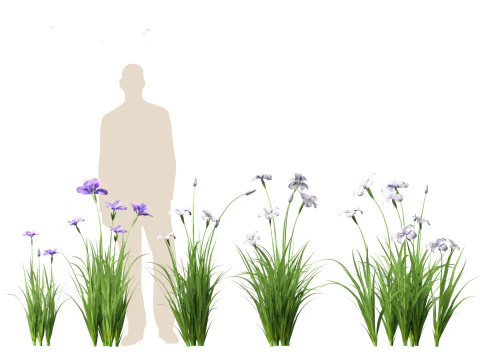 Iris ensata - Japanese water iris 3D Model