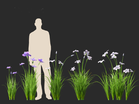 Iris ensata - Japanese water iris 3D Model