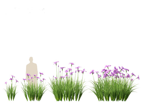 Iris ensata - Japanese water iris 3D Model