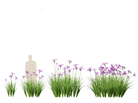 Iris ensata - Japanese water iris 3D Model