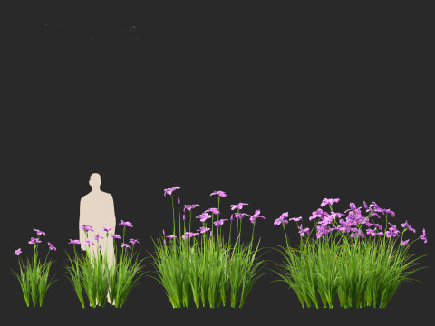 Iris ensata - Japanese water iris 3D Model