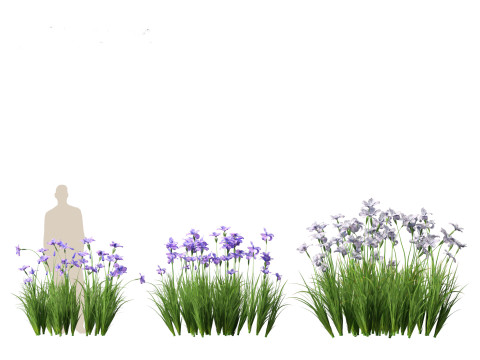Iris ensata - Japanese water iris 3D Model