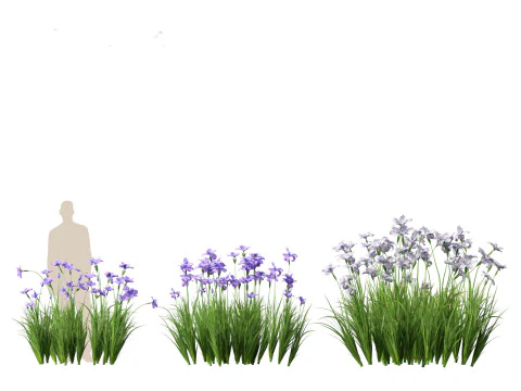 Iris ensata - Japanese water iris 3D Model