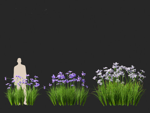 Iris ensata - Japanese water iris 3D Model