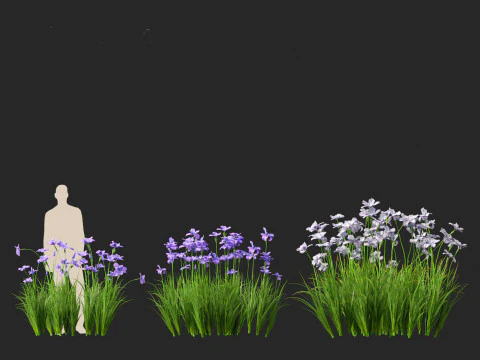 Iris ensata - Japanese water iris 3D Model