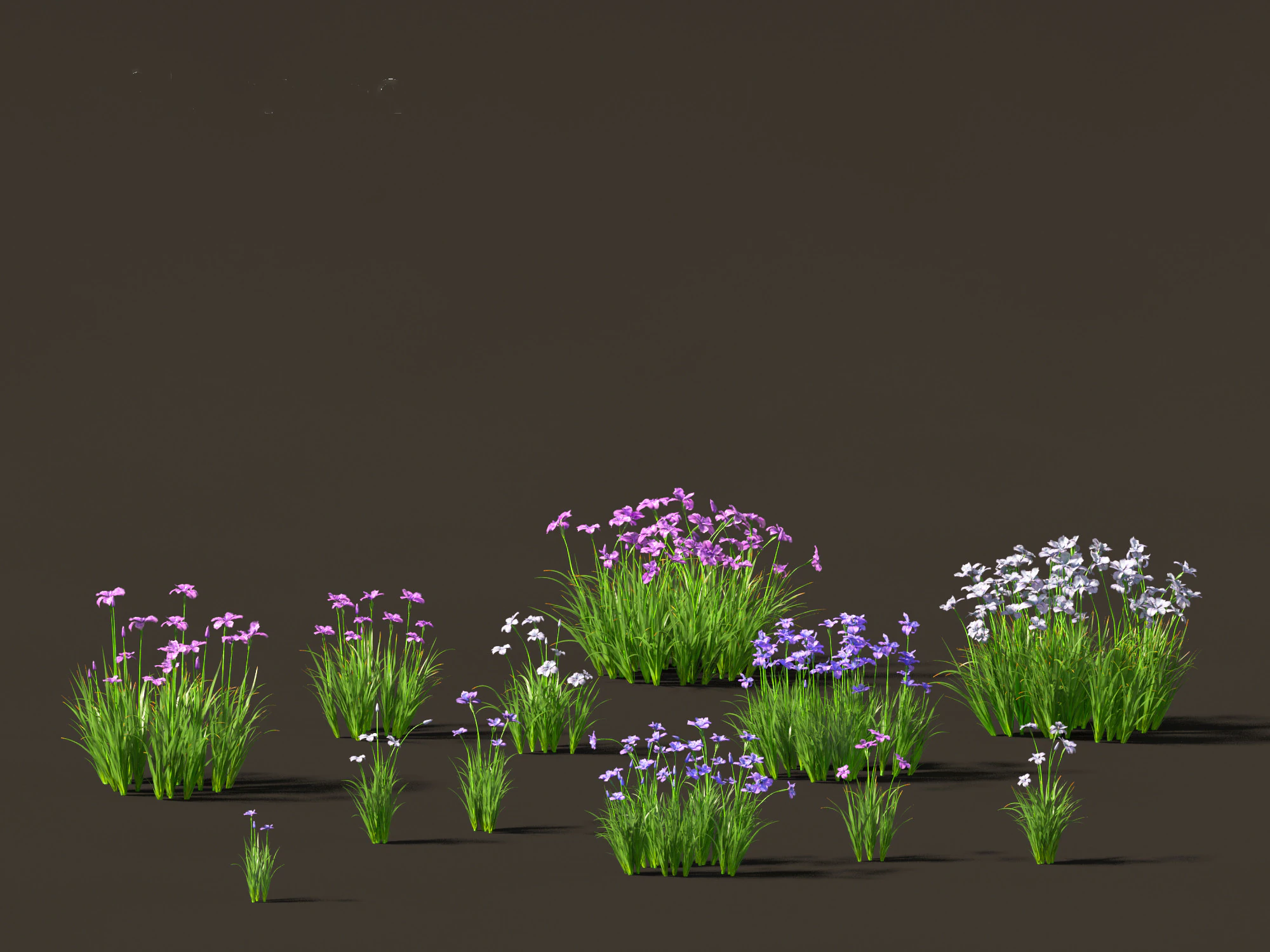 Iris ensata - Japanese water iris 3D Model .c4d .max .obj .3ds .fbx .stl .blend