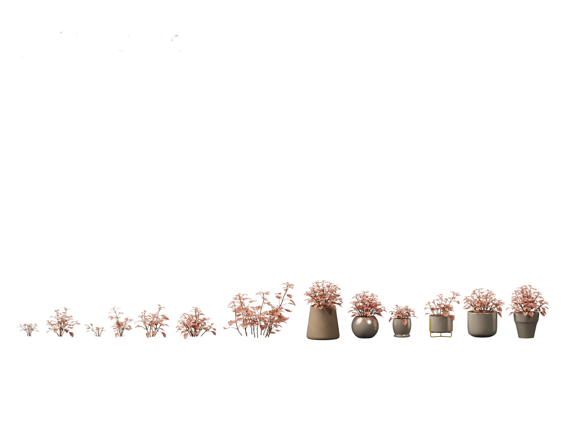 Hypoestes phyllostachya -polka dot plant 3D Model .c4d .max .obj .3ds .fbx .stl .blend 