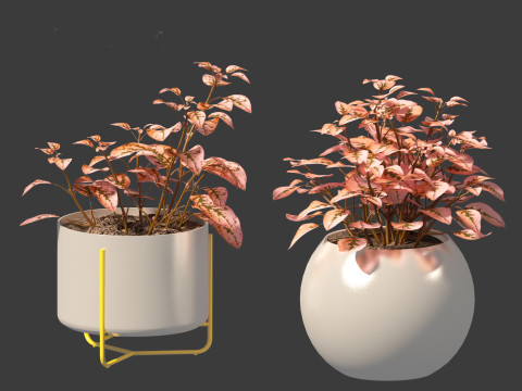 Hypoestes phyllostachya -polka dot plant Modello 3D