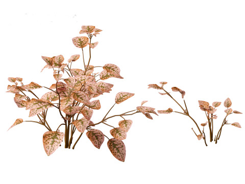 Hypoestes phyllostachya -polka dot plant Modello 3D