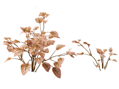Hypoestes phyllostachya -polka dot plant 3D Model