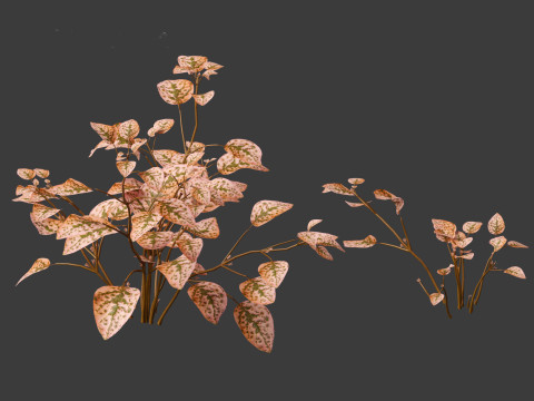 Hypoestes phyllostachya -polka dot plant Modello 3D