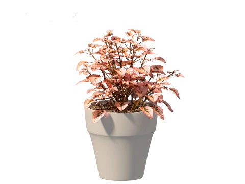 Hypoestes phyllostachya -polka dot plant 3D Model