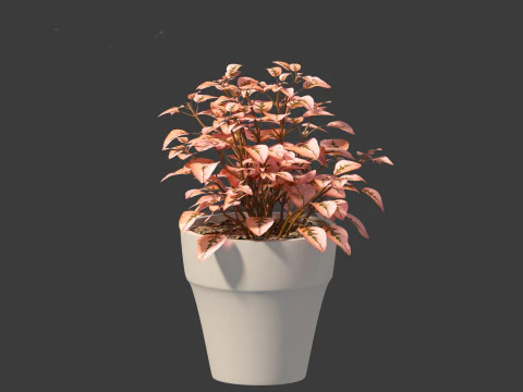 Hypoestes phyllostachya -polka dot plant 3D Model