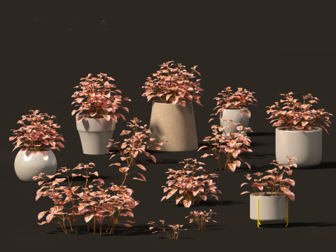 Hypoestes phyllostachya -polka dot plant Modello 3D