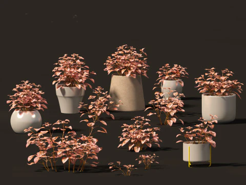 Hypoestes phyllostachya -polka dot plant 3D Model