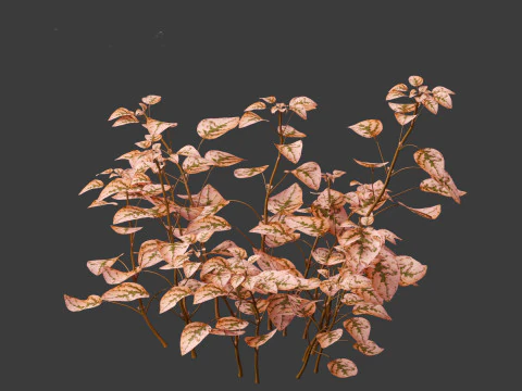 Hypoestes phyllostachya -polka dot plant 3D Model