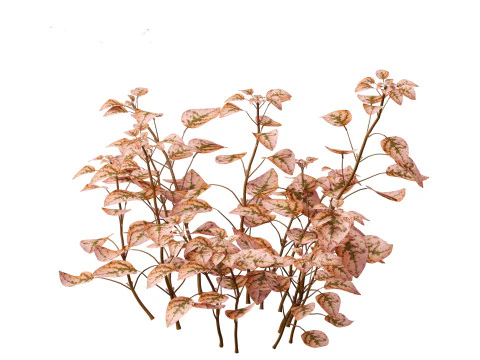 Hypoestes phyllostachya -polka dot plant 3D Model