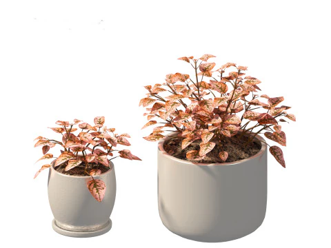 Hypoestes phyllostachya -polka dot plant 3D Model