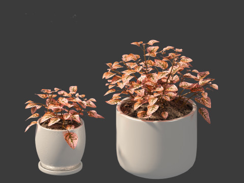 Hypoestes phyllostachya -polka dot plant Modello 3D