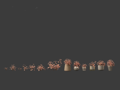 Hypoestes phyllostachya -polka dot plant Modello 3D