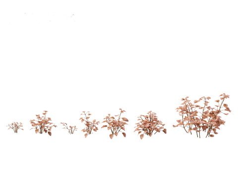 Hypoestes phyllostachya -polka dot plant Modello 3D