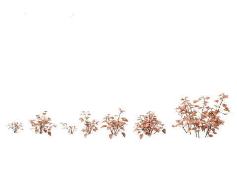 Hypoestes phyllostachya -polka dot plant 3D Model